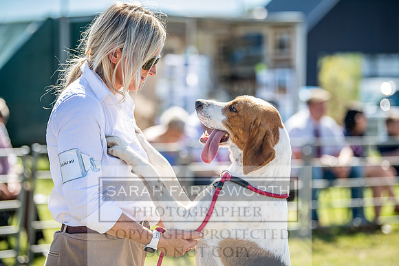 Builth Hound Show 2018-24