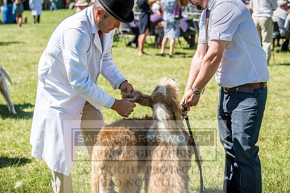 Builth Hound Show 2018-48