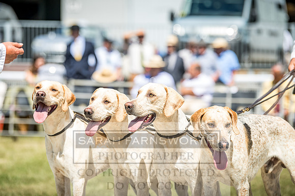 Builth Hound Show 2018-75