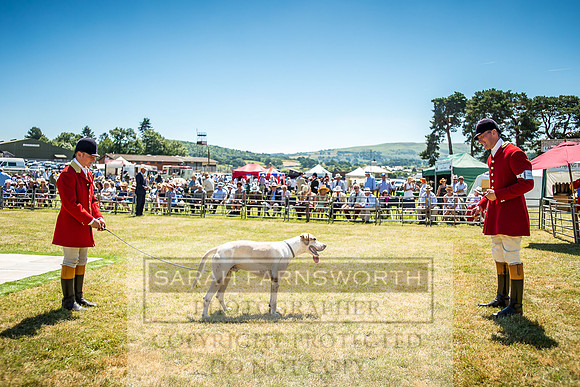 Builth Hound Show 2018-94