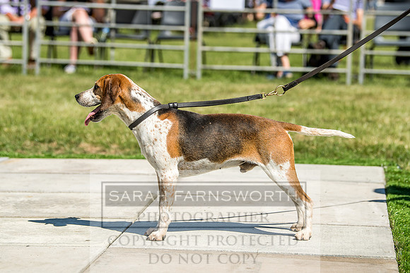 Builth Hound Show 2018-44