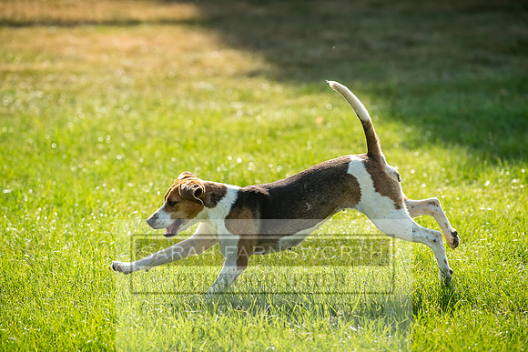Builth Hound Show 2018-186