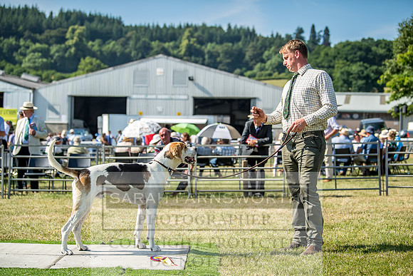 Builth Hound Show 2018-148