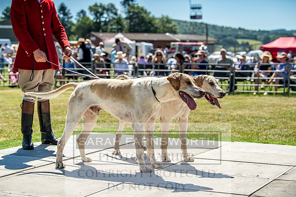 Builth Hound Show 2018-53