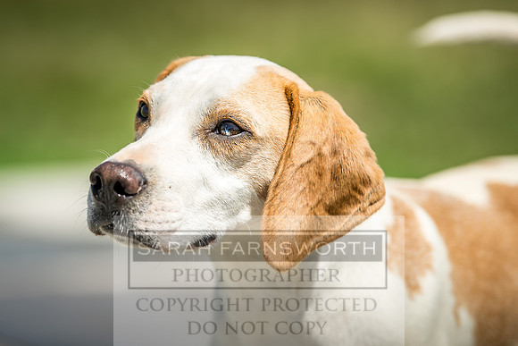 Builth Hound Show 2018-111