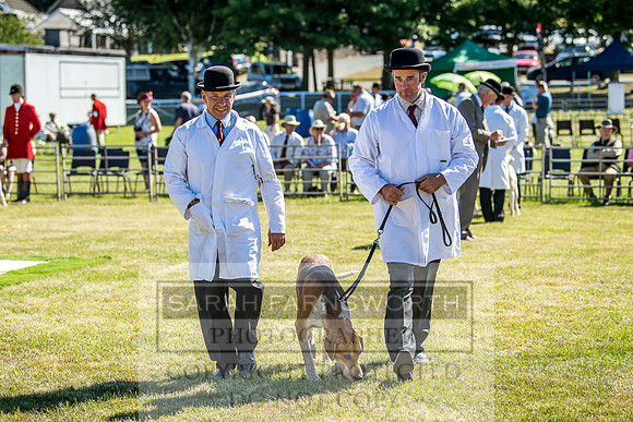 Builth Hound Show 2018-5