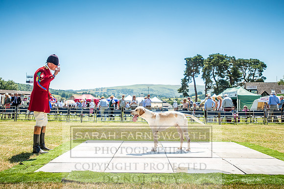 Builth Hound Show 2018-98