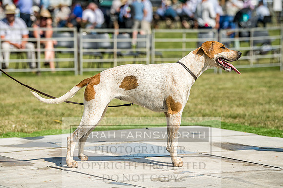 Builth Hound Show 2018-130