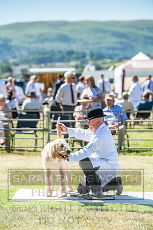 Builth Hound Show 2018-32