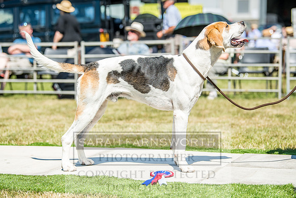 Builth Hound Show 2018-65