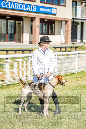 Builth Hound Show 2018-10