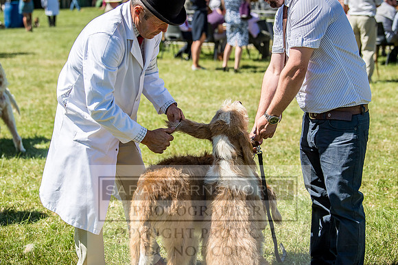 Builth Hound Show 2018-49