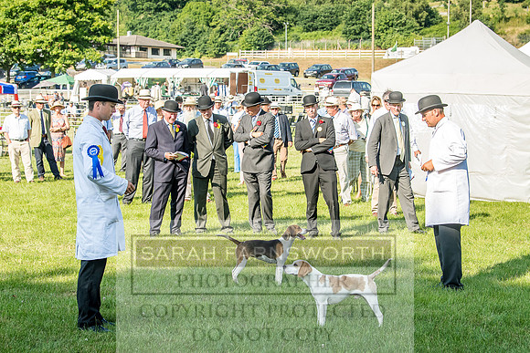 Builth Hound Show 2018-189