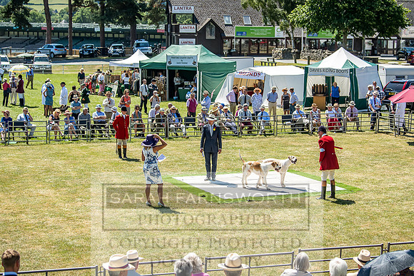 Builth Hound Show 2018-86