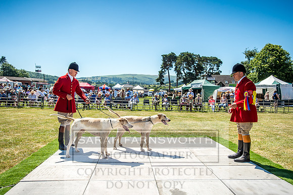 Builth Hound Show 2018-51