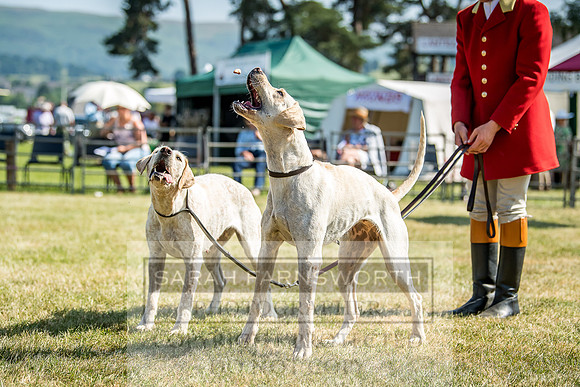 Builth Hound Show 2018-138