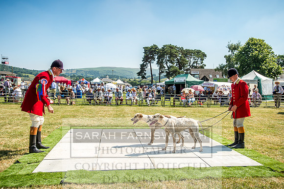 Builth Hound Show 2018-124