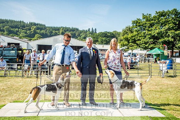 Builth Hound Show 2018-145