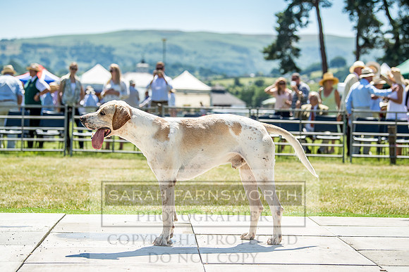 Builth Hound Show 2018-97