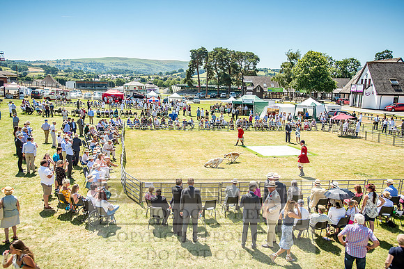 Builth Hound Show 2018-85