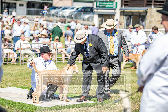 Builth Hound Show 2018-31