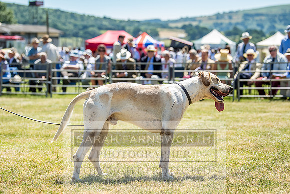Builth Hound Show 2018-93