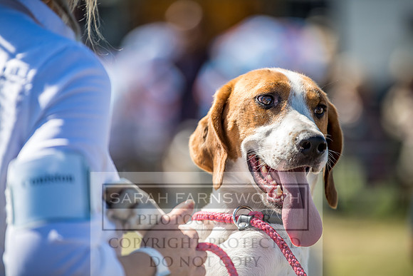 Builth Hound Show 2018-26