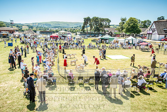 Builth Hound Show 2018-89