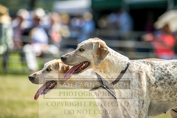 Builth Hound Show 2018-126