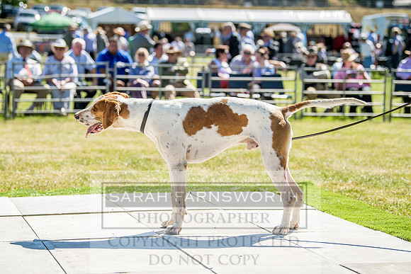 Builth Hound Show 2018-17
