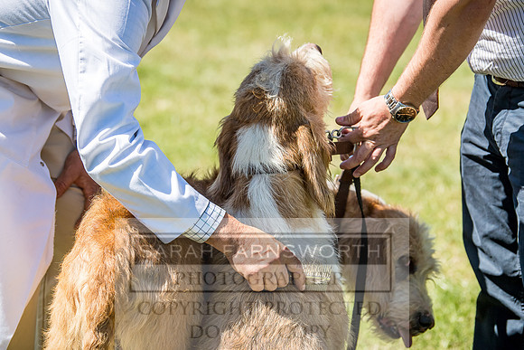Builth Hound Show 2018-50