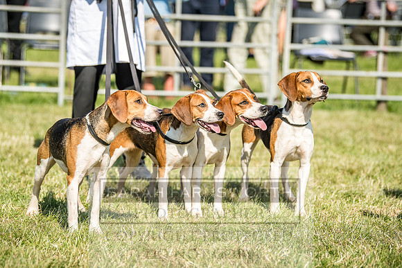 Builth Hound Show 2018-162