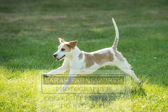 Builth Hound Show 2018-185