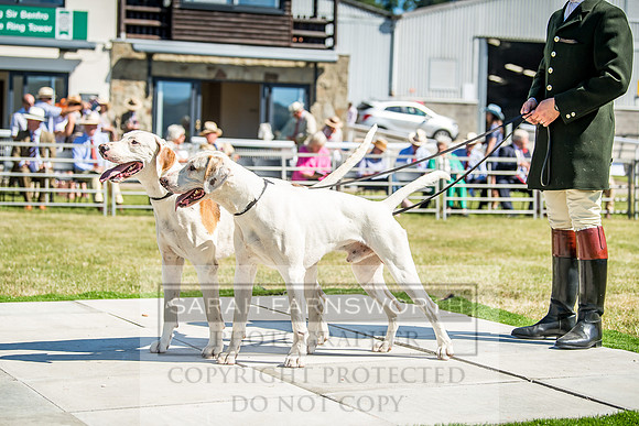 Builth Hound Show 2018-14