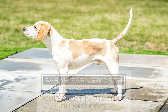 Builth Hound Show 2018-109