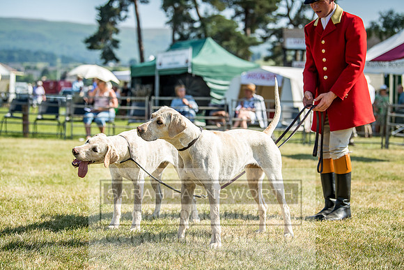 Builth Hound Show 2018-137