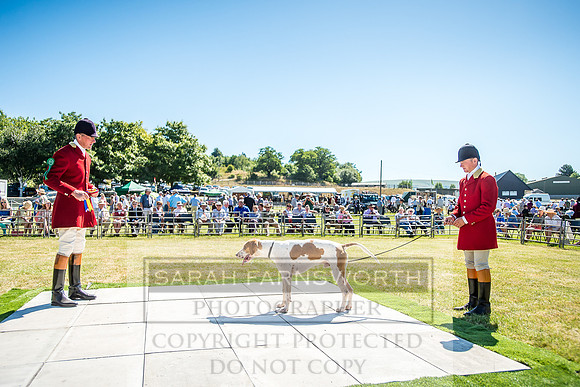 Builth Hound Show 2018-20