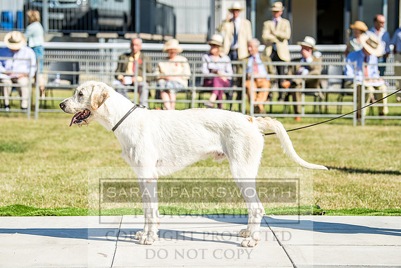 Builth Hound Show 2018-7