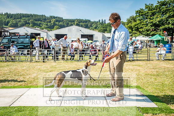 Builth Hound Show 2018-141