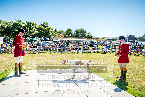 Builth Hound Show 2018-19