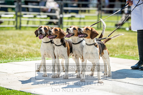 Builth Hound Show 2018-72