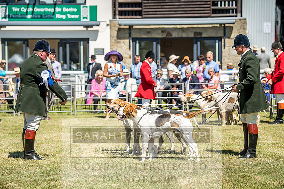 Builth Hound Show 2018-67