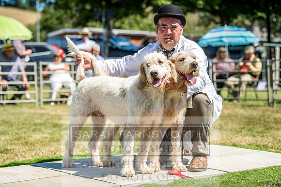 Builth Hound Show 2018-59