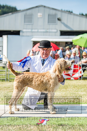 Builth Hound Show 2018-161