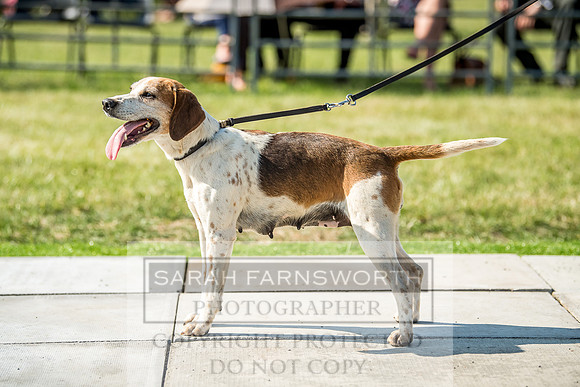 Builth Hound Show 2018-172