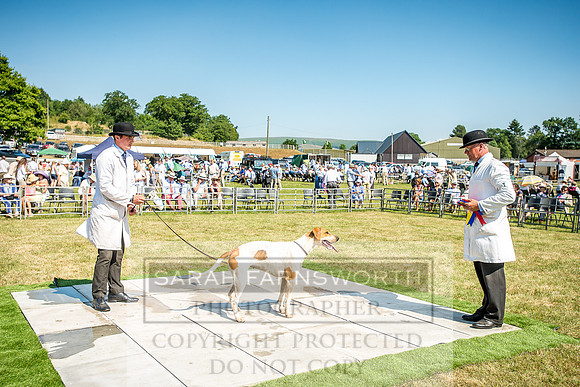 Builth Hound Show 2018-132