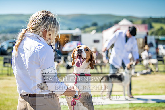 Builth Hound Show 2018-28
