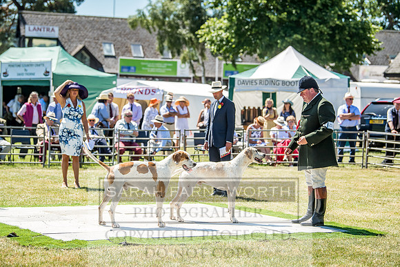 Builth Hound Show 2018-83
