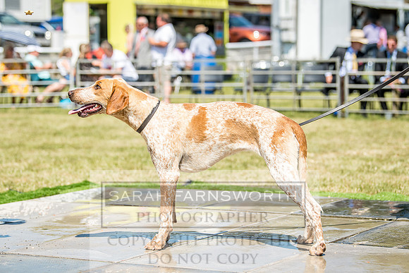 Builth Hound Show 2018-119