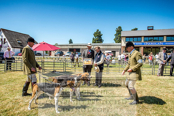 Builth Hound Show 2018-79